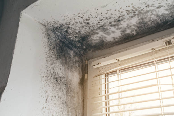 Affordable Hvac And Air Duct Mold Remediation solutions in Central Lake, MI