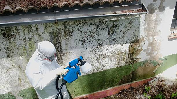 Top rated local Hvac And Air Duct Mold Remediation specialists in Central Lake, MI